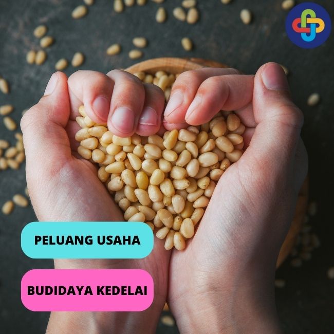 7 Faktor yang Dapat Mempengaruhi Keuntungan Bisnis Budidaya Kedelai